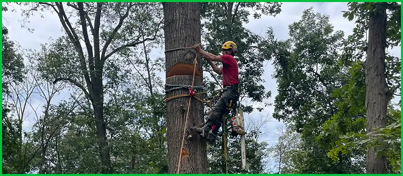 E.P.R Tree & Multi Services LLC