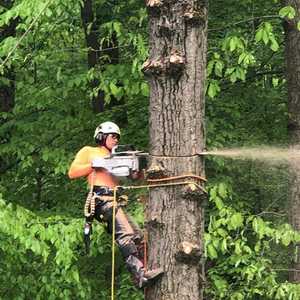Tree Services